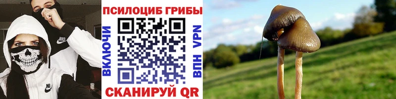 Псилоцибиновые грибы Psilocybe  Лиски 